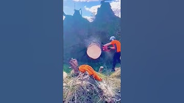 Collection of loggers #tree #treework #satisfyingvideo #oddlysatisfying #fyp #asmr #usa #satisfying
