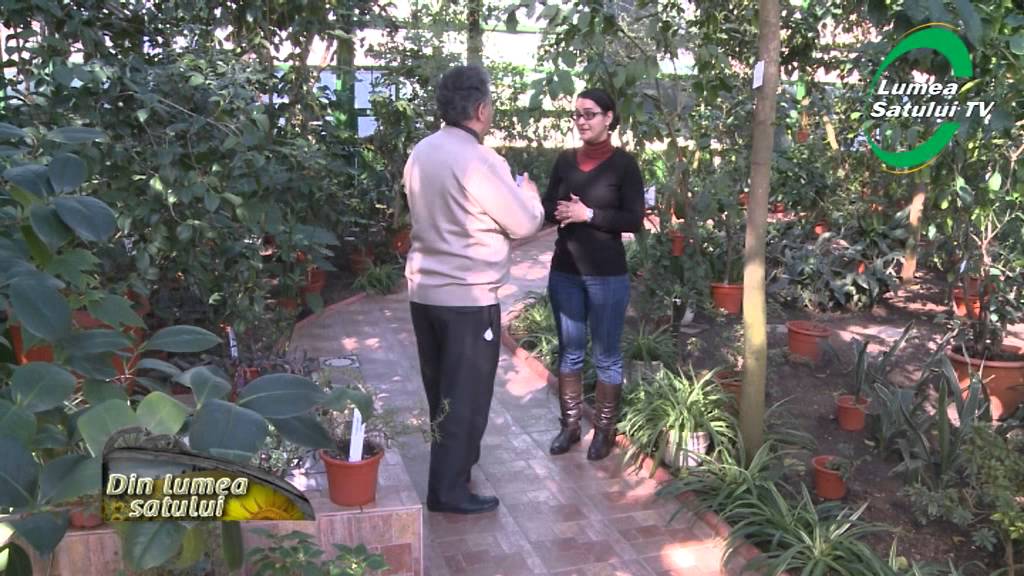 Puricele, parazit pentru animale si om