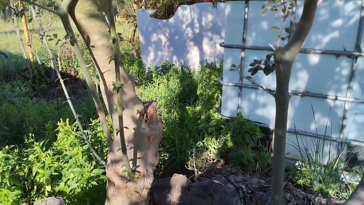 Κλάδεμα ελιάς και φυλλοξέρα. (Βερτιτσίλιο).