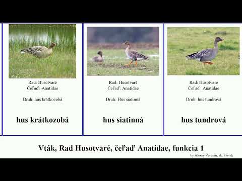 Video: Čeľaď Anatidae: popis a zástupcovia čeľade