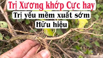 Bệnh xương khớp phải chào thua với cây này, và cả yếu mềm xuất sớm cũng từ từ tan biến. PHAN HẢI