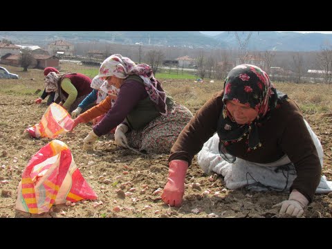 Sarımsak  Ekimi nasıl dikilir ekilir Taşköprü sarımsağı