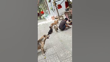 Tình mẫu tử thiêng liêng của chó mẹ và chó con rất là đang yêu thương nhiều nhất #samnien #samnien