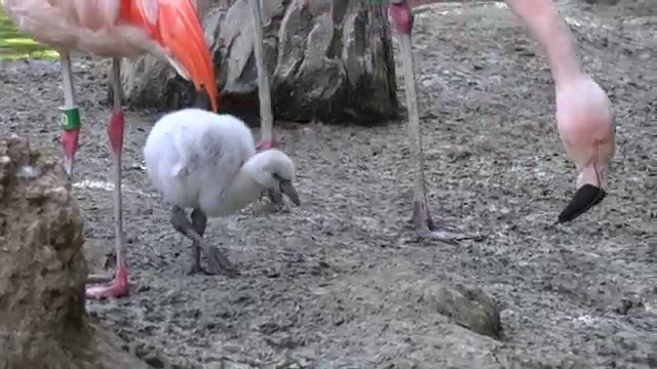 Very Cute Baby Flamingo Denver Zoo Youtube Very Cute Baby Flamingo Denver Zoo Youtube