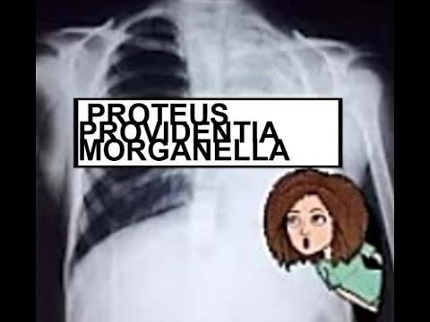 Proteus , Providencia , morganella (Give Rod)