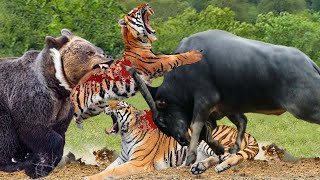 Tiger Vs Bear, Buffalo_ Fierce Fights To Death_ Tiger Was Tortured Madly By Buffalo And Bear