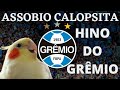 ASSOBIO CALOPSITA HINO DO GRÊMIO (Canto Calopsita)