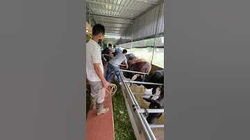 Khởi nghiệp nuôi bò vỗ béo🥳🥳🥳