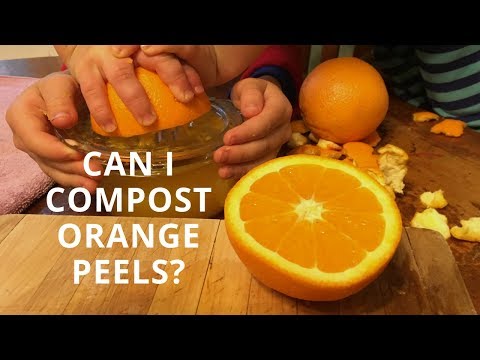 Video: Citrus i kompost: Kan du lægge citrusskræller i en kompostbunke