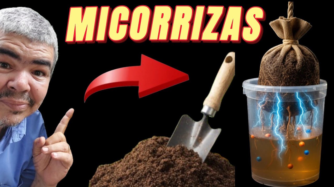Como capturar micorrizas no método boneca 