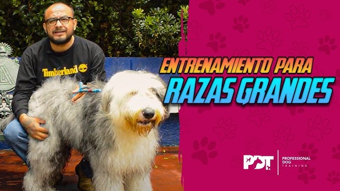 El BOBTAIL o VIEJO PASTOR INGLÉS es una raza maravillosa que llenará  nuestras vidas de emociones y experiencias extraordinarias🐶🐾 #BobTail…