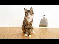 猫が鳴いたら即終了の配信