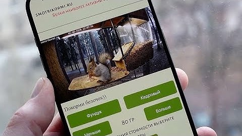 Watch Moscow’s squirrels live with AI-powered feeders