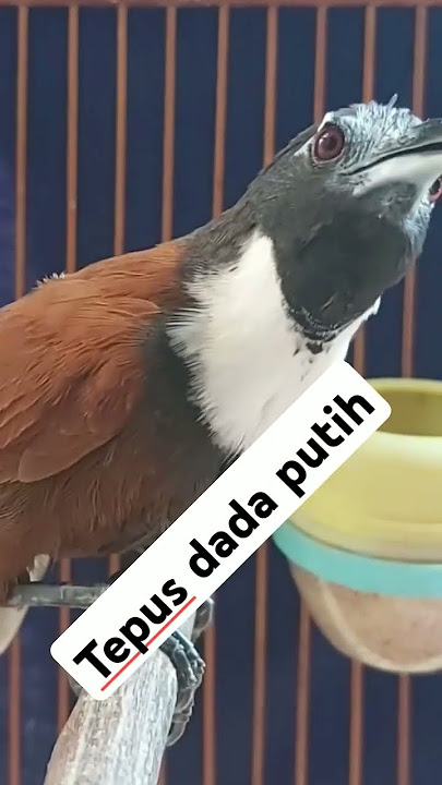 Suara masteran burung tepus dada putih