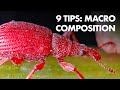 9 Composition Tips for Macro Photography