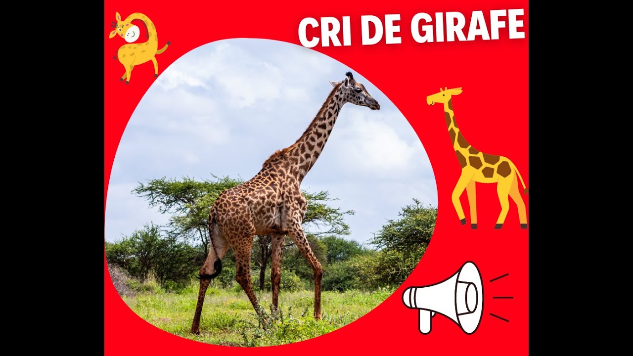 SON GIRAFE RARE CRI DE LA GIRAFE YouTube SON GIRAFE RARE CRI DE LA GIRAFE YouTube