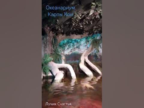 Океанариум.Карпы Кои. #краснодар #лучиксчастья - YouTube