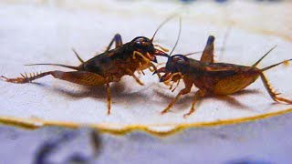 Cricket Fighting Contests in China