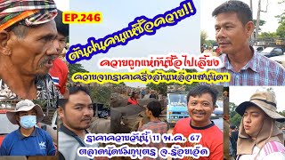 EP.448 ราคาควายวันนี้ ล่าสุด 11 พ.ค. 67 ตลาดนัดบ้านหนองแก ตลาดชมภูบุตร จ.ร้อยเอ็ด