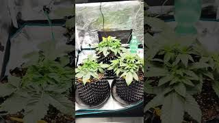 Sweet Zz A Little Bit Lst