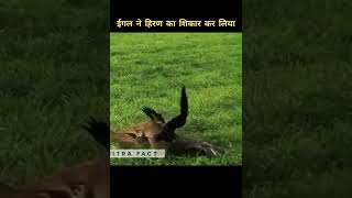 eagle hunting deer #top10 #facts #animals #bird
