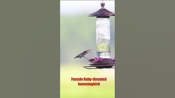 Wildlife: Female Ruby-throated Hummingbird #shorts