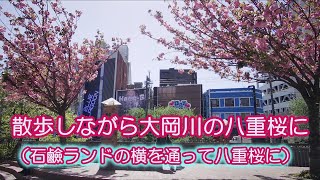 散歩しながら大岡川の八重桜に石鹼ランドの横を通って八重桜に20240419　#八重桜 #桜  #大岡川の桜 #横浜 #日ノ出町駅 #桜木町駅  #横浜散歩