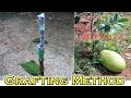 Jackfruit   V Grafting Method