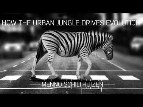 Video: Urban Evolution