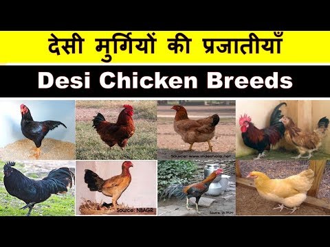 Desi Chicken Breeds | Organic Farming | Desi Chicken Video Series Part