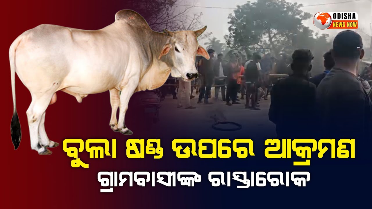 ବୁଲା ଷଣ୍ଡ ଉପରେ ଆକ୍ରମଣ | Khairabad Panchayat Residents Block Road Over Bull Attack | Odisha News Now