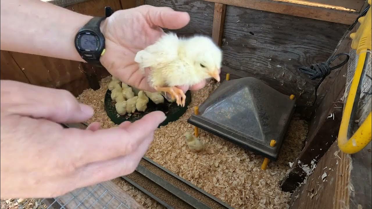 Chick BrooderGarden Work YouTube
