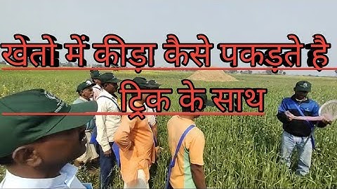 How to use a sweep net to sample for  insect pests🐝🐛 || पौधा संरक्षण 🌳