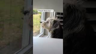 Bentley's Security System Activated 🚨🐾 #dogsofyoutube #dogshorts #barkingbliss