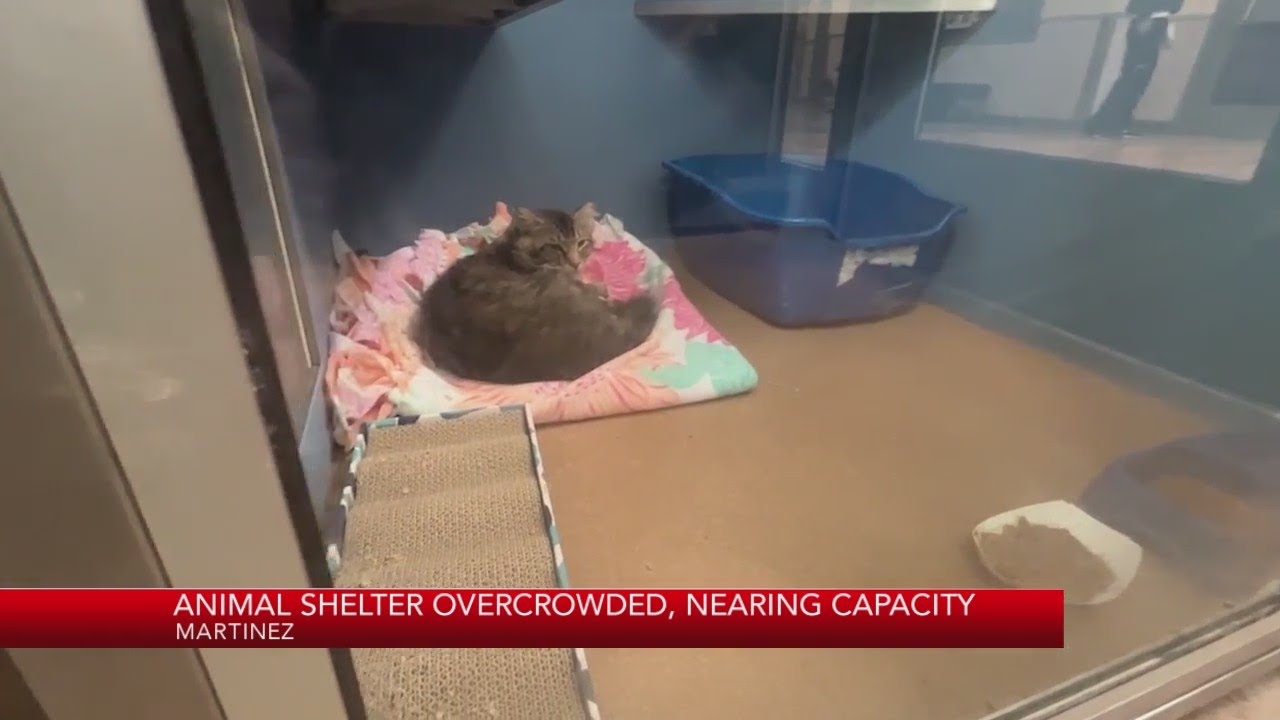 Contra Costa County animal shelter overcrowded, nearing capacity YouTube