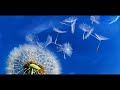 Melodium - Le pissenlit
