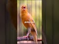 قناری آواز خوانی Www Ghafasi Com 