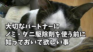 猫にノミ・ダニ駆除剤を使う時は気を付けよう！