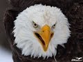 Bald Eagle Photography