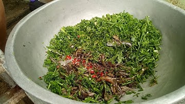 CÁ SUỐI NƯỚNG CUỐN LÁ CHUỐI P1.