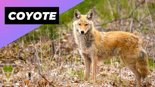 Coyote 🦊 One Of The Wild Dogs You Didn't Know Existed #shorts