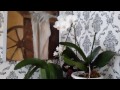 Как разместить 40 орхидей в квартире???Спонтанные решения.