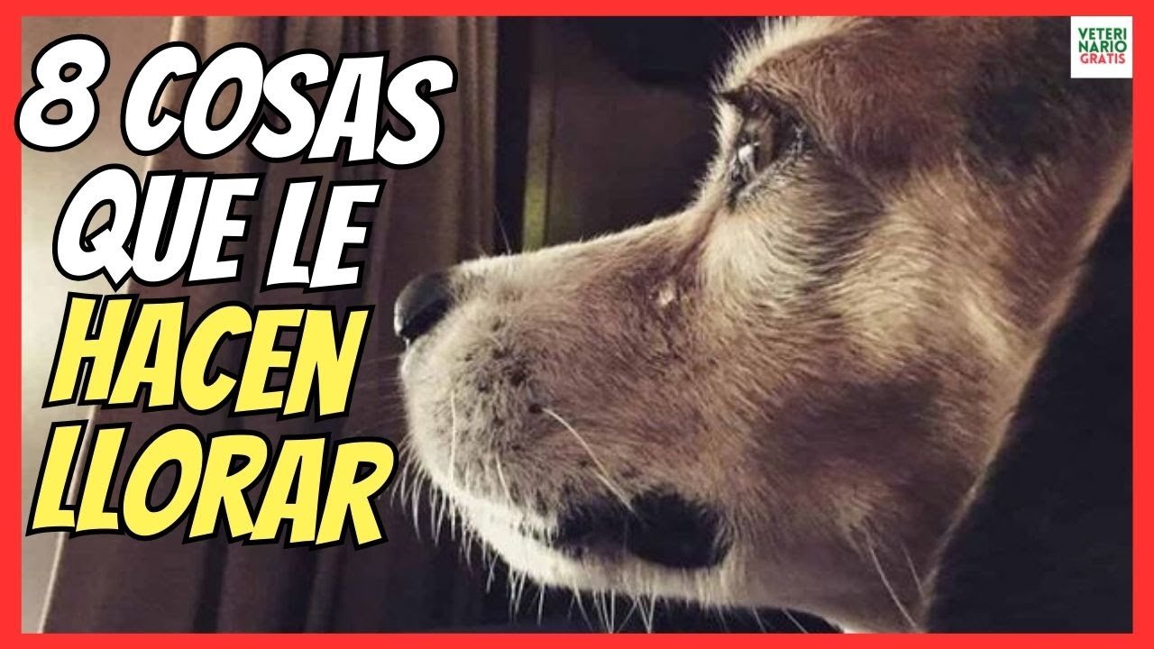 🐕 ¿PORQUE LLORA UN PERRO ADULTO?🐕 8 COSAS QUE MÁS LE HACEN LLORAR A LOS 🐕 ¿PORQUE LLORA UN PERRO ADULTO?🐕 8 COSAS QUE MÁS LE HACEN LLORAR A LOS