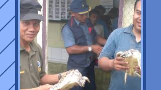 Pelepasan penyu pulau kapoposang kab pangkep