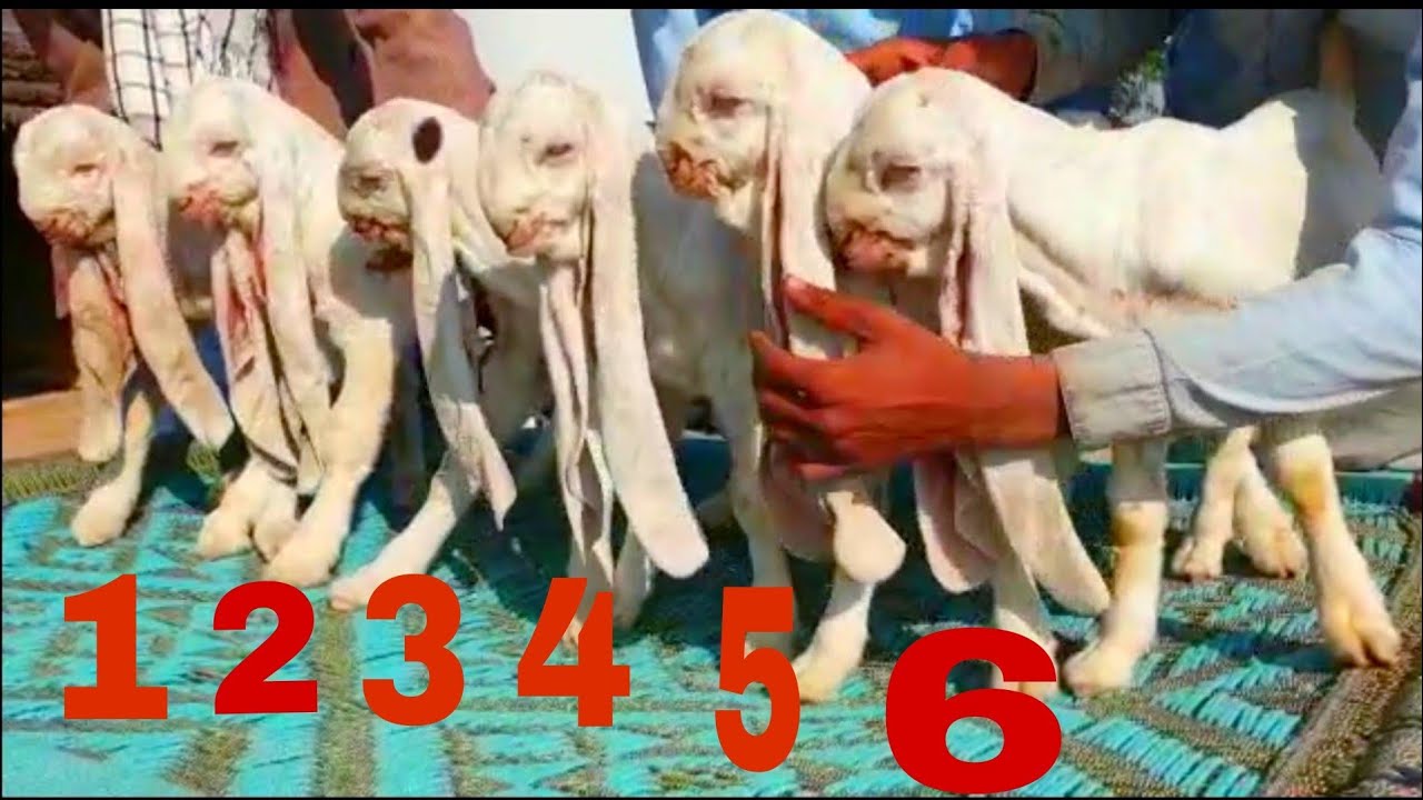 6 NewBorn Gulabi Goat Kids Complete Documentary YouTube