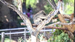San Diego Zoo Koala Koalafornia