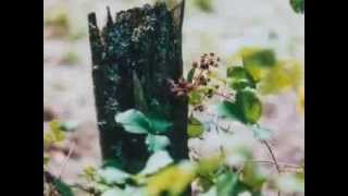 Wittgenstein Bad Laasphe Youtube