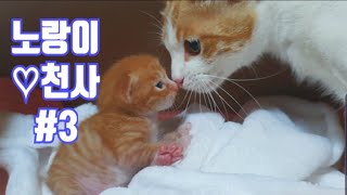 《길고양이 노랑이와 천사 이야기 #3》고양이 새끼, kitten, stray cat, 길고양이 구조 , 길고양이 새끼 수유, 고양이 유튜버, 고양이 유튜브