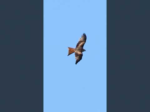 A lucky Red Kite passing