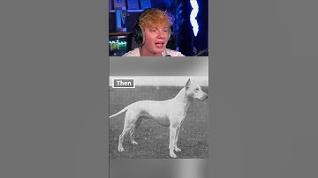 How Dog Breeds Looked Like 100 Years Ago! 😲
